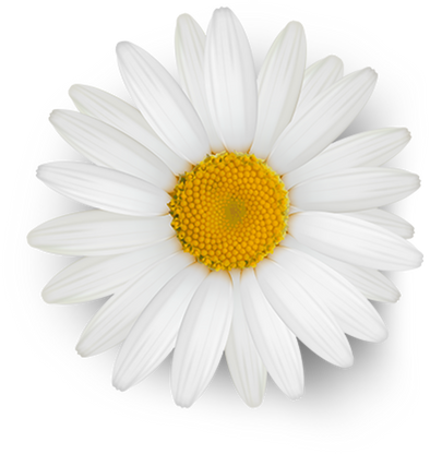 White Daisy Flower Cutout